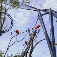 Stainless steel rope mesh for bird netting